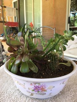 The beautiful natural arrangements plants. 2 kinds of succulent sedum Angelina and stonecrop, 2 aloe Vera baby and the cactus. Prices reduced