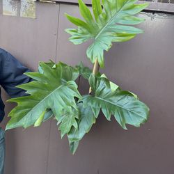 6” philodendron mayoi