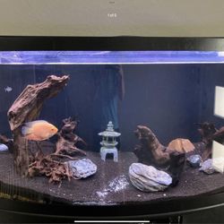 50 Gallon Aquarium + Accessories