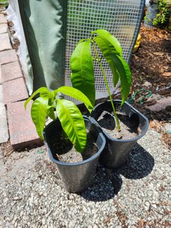 Mango tree seedlings (I have 2--$4 each)