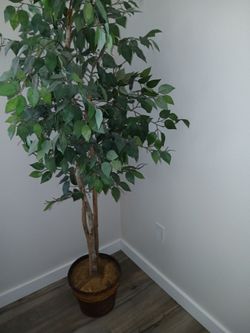 Fake Ficus Plant