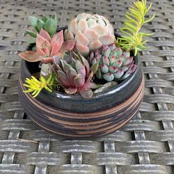 Colorful succulents In blue Marbled Clay Handmade ceramic Planter pot 