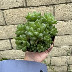 Haworthia Succulents Plant