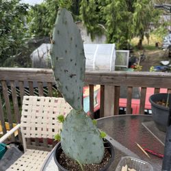  Cactus Plants