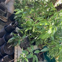 Mango Criollo Tree