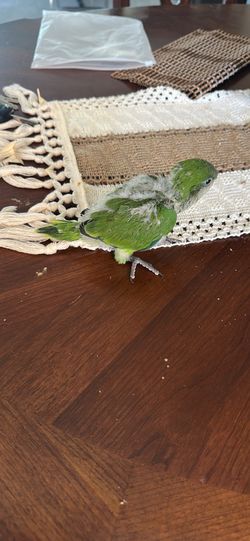 Cotorrita argentina  verde