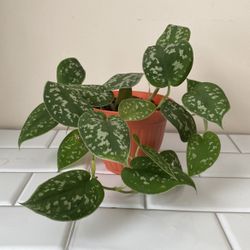 Silver Satin Pothos Plant 