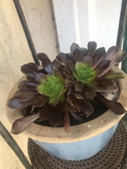 2 Succulents