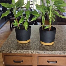 Plants - Aglaonema "Chinese Evergreen"