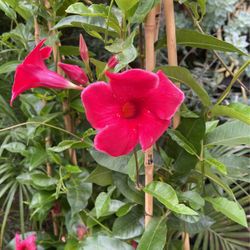 Mandevilla Plant $$28 each