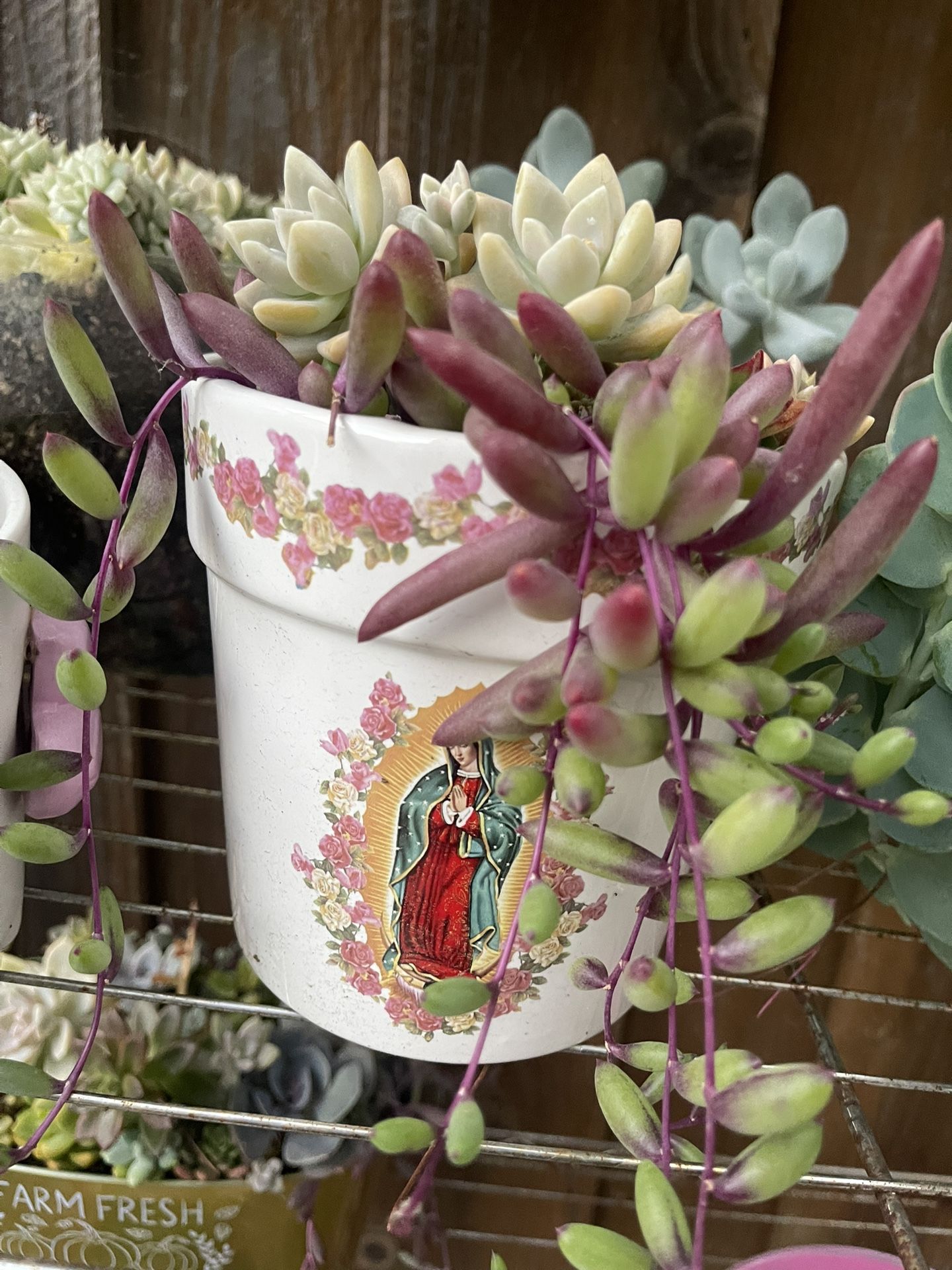 Succulents π