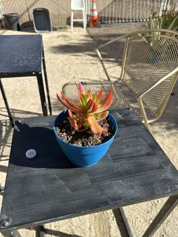 Plants for Sale. 6 Inch Pot 