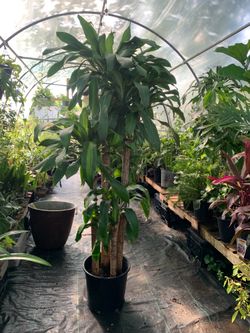 Mass cane plant