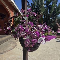 Hanging Tradescantia Nanouk Pink 