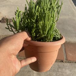 “Watch chain “ Succulent Plant