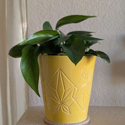 Healthy Beautiful Indoor Plant(Large Pothos)