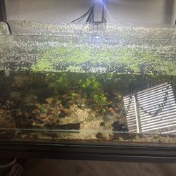 10 Gallon Tank Rimless Slantes Ecosystem