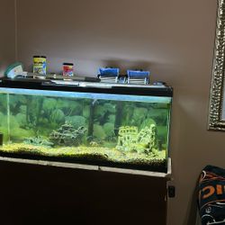 Fish Tank Make Me Offer