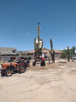 Saguaro Cactus From Arizona