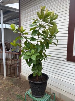 Árbol  Magnolia