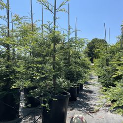 Redwood Trees