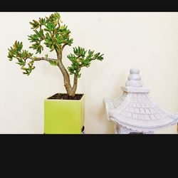 2  Large Mature Jade Plants Bonsai Tree With Nice Pots, 30-38” Tall , Lucky Tree Money Tree,fengshui Tree