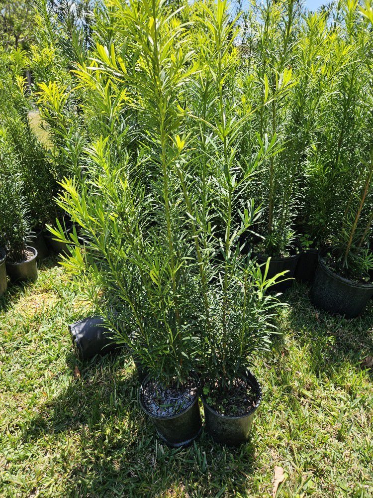 Best Podocarpus  Tall Full Green  Ready  For Planting 