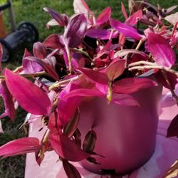 Wondering Jog in hot pink pot 8" H