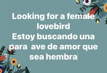 Love Bird