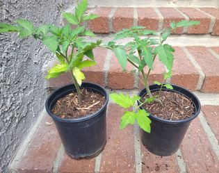 Tomato plant 1-gal pot