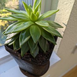 Pot of Succulent - Wax Agave 