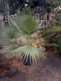 Palm fan tree 4ft $60