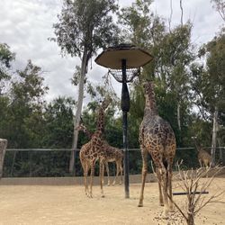 2 Passes and 4 50% Off Passes To Zoo For Sale