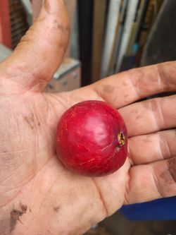 Strawberry guaba, sweet fruit