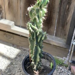 Unique Over 3FT Tall Cactus Drought Resistant Live Plant 5 Gallon Pot