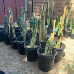 Cactus Plants