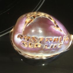 Seashell from Australia