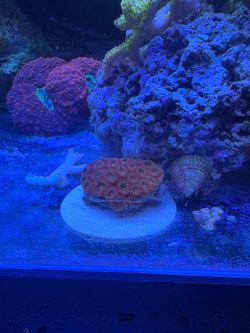 Reef tank decor acan micromussa coral