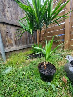 Yucca Plant Indoor Or Outdoor