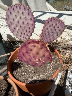 Purple Cactus