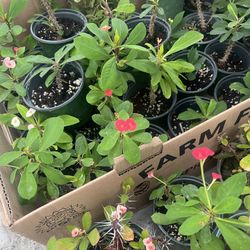 Crown Thorns Plants 🪴 Red Pink White 