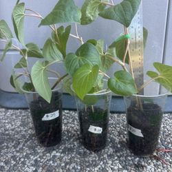 Green stem Edible betel leaf plant