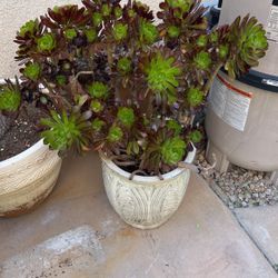 Succulents In Glazed Pot Foxtail Agave’s Aloe