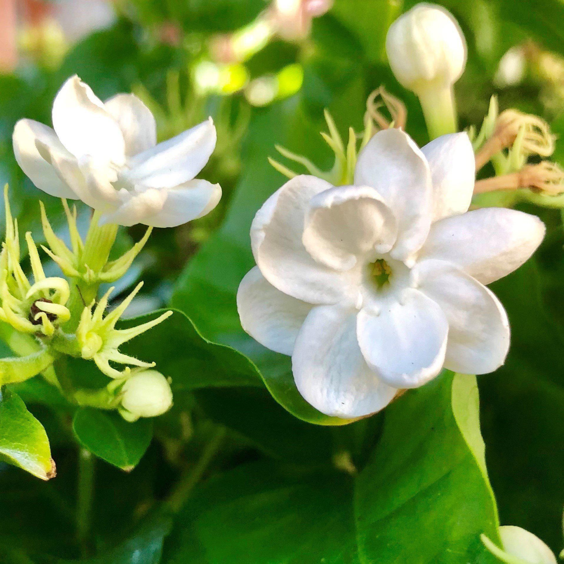 Jasmine plant