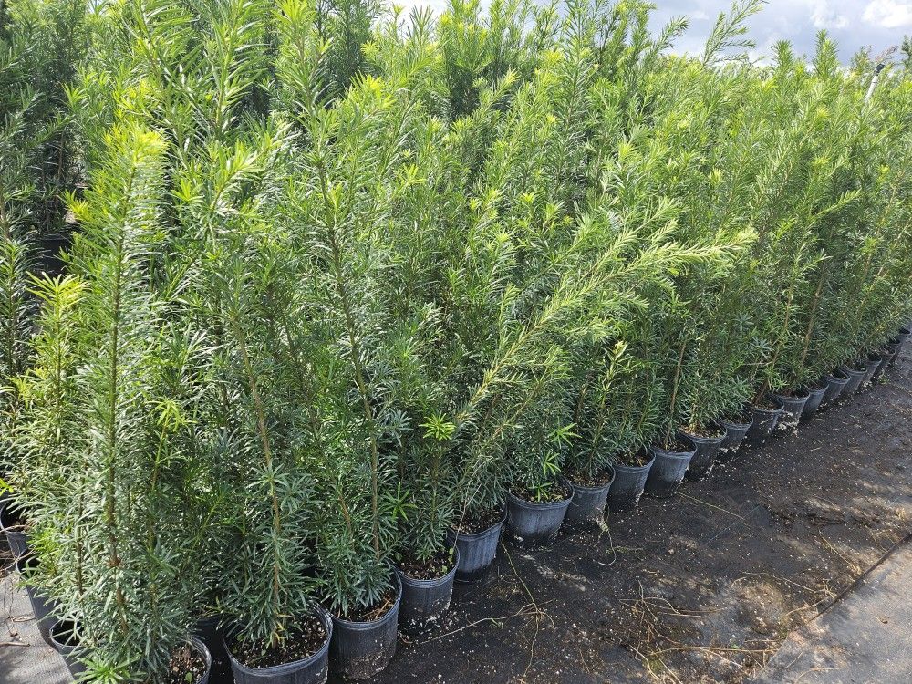 podocarpus over 4 feet tall Instant Privacy Hedge For Fence Green Full Ready