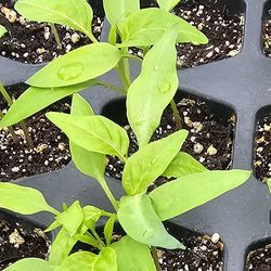 Pepper seedlings 3/$5,  Shorewood, IL