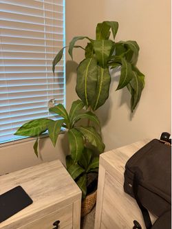 Decorative plant