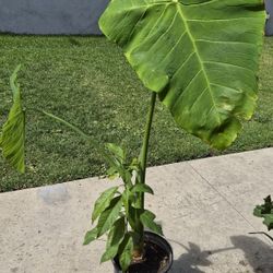 Oreja De Elefante  Planta