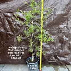 Tropical Pomegranate Red Fruit Tree size 6” Tall