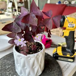 Oxalis Triangularis 
